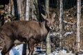 Portrait of cute ibex in winter season outdoors Royalty Free Stock Photo