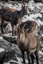 Portrait of cute ibex in winter season outdoors Royalty Free Stock Photo