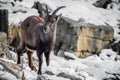 Portrait of cute ibex in winter season outdoors Royalty Free Stock Photo