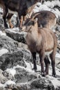 Portrait of cute ibex in winter season outdoors Royalty Free Stock Photo