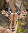 Portrait of male Impala (Aepyceros Melampus) in Kruger National Park Royalty Free Stock Photo