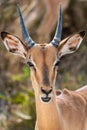 Portrait of male Impala (Aepyceros Melampus) in Kruger National Park Royalty Free Stock Photo