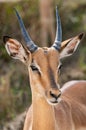 Portrait of male Impala (Aepyceros Melampus) in Kruger National Park Royalty Free Stock Photo