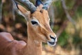 Portrait of a male impala Aepyceros melampus, Northern Kruger National Park, South Africa Royalty Free Stock Photo