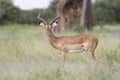 Portrait of male impala antelope Royalty Free Stock Photo