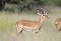 Portrait of male impala antelope