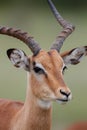 Portrait of a male impala in Kruger National Park Royalty Free Stock Photo