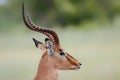 Portrait of a male impala in Kruger National Park Royalty Free Stock Photo