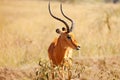 Portrait of male impala with lyre-shaped horns