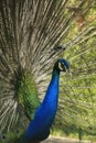 Portrait of male Indian Peafowl