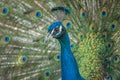 Portrait of a male Indian peafowl (Pavo cristatus) in courtship display in a park