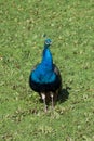 Portrait of a male Indian Peafowl or peacock