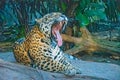 Male Jaguar big cat laying on a rock