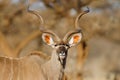 Portrait of a male kudu antelope Royalty Free Stock Photo