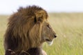 Portrait of a male lion Royalty Free Stock Photo