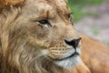 Portrait of a male lion Royalty Free Stock Photo