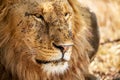 Portrait of male Lion covered with flies in Masai Mara, Kenya, Africa Royalty Free Stock Photo