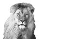 Portrait of a male lion in Dortmund Zoo in black-and-white Royalty Free Stock Photo