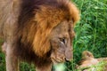 Portrait of male lion with female partner in the dense grass-Kruger National Park-South Africa Royalty Free Stock Photo