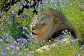 Portrait male lion and green grass with purple flowers Royalty Free Stock Photo