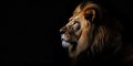 Portrait of a male lion isolated on black background Royalty Free Stock Photo