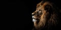 Portrait of a male lion isolated on black background Royalty Free Stock Photo