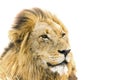 Portrait of a male lion in Kruger National park, South Africa Royalty Free Stock Photo