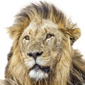 Portrait of a male lion in Kruger National park, South Africa Royalty Free Stock Photo