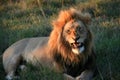 Male lion lying on grass with mouth partially open revealing teeth