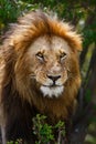 Portrait of a male lion in the Masai Mara Royalty Free Stock Photo