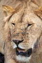 Portrait of a male lion, with mouth open, lots of flies. Serengeti National Park Tanzania