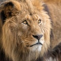 A portrait of a male lion in captivity Royalty Free Stock Photo