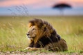 Portrait of a male lion resting on the grass of the Masai Mara Royalty Free Stock Photo