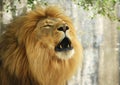 Portrait of a male lion roaring