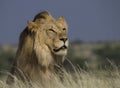 Portrait of a male lion Royalty Free Stock Photo