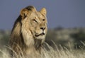 Portrait of a male lion Royalty Free Stock Photo