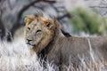 Portrait of a male lion (Panthera leo), the king of animals