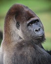 Portrait of a male lowland gorilla Royalty Free Stock Photo