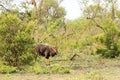 Portrait of male Lowland nyala, Tragelaphus angasii Royalty Free Stock Photo