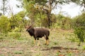 Portrait of male Lowland nyala, Tragelaphus angasii Royalty Free Stock Photo