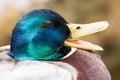 Portrait of a male mallard