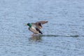 Portrait of male mallard duck anas platyrhynchos landing on wa