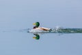 Portrait male mallard duck anas platyrhynchos swimming mirrore