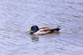 Portrait male mallard duck anas platyrhynchos swimming Royalty Free Stock Photo