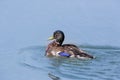 Portrait male mallard duck anas platyrhynchos swimming Royalty Free Stock Photo