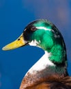 Portrait Of Male Mallard Duck Royalty Free Stock Photo