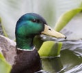 Portrait of Male Mallard Duck Royalty Free Stock Photo