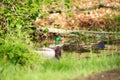 Portrait of a male mallard duck Royalty Free Stock Photo