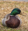 The Portrait of a Male Mallard Duck