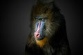 Portrait of male mandrill monkey on black background.